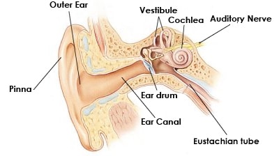 hearing diagram nasa